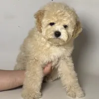 Bear Face Doodle, a male Poodle - Toy  and Miniature Labradoodle for sale in Garden Grove, CA – 1 of 1