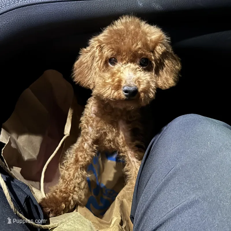 5Month Puppy – Poodle - Toy , Poodle - Miniature  puppy for sale in Garden Grove, CA
