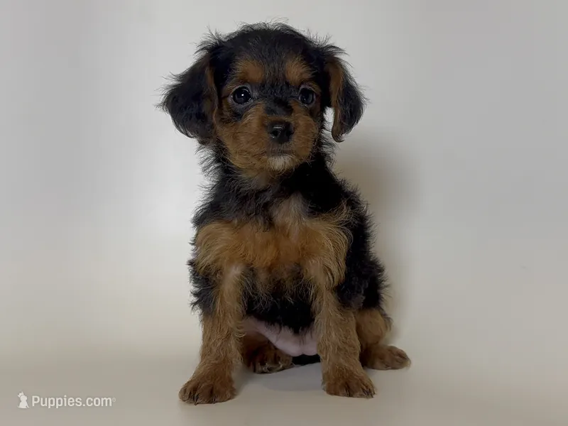 TCUP Chorkie – Doxiepoo, Chorkie puppy for sale in Garden Grove, CA