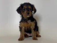 TCUP Chorkie, a female Doxiepoo and Chorkie for sale in Garden Grove, CA – 1 of 1