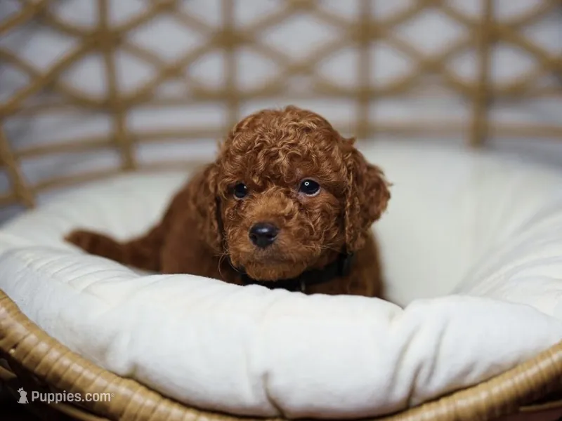 Red Mini Goldendoodle  – Goldendoodle, Miniature Goldendoodle puppy for sale in Garden Grove, CA