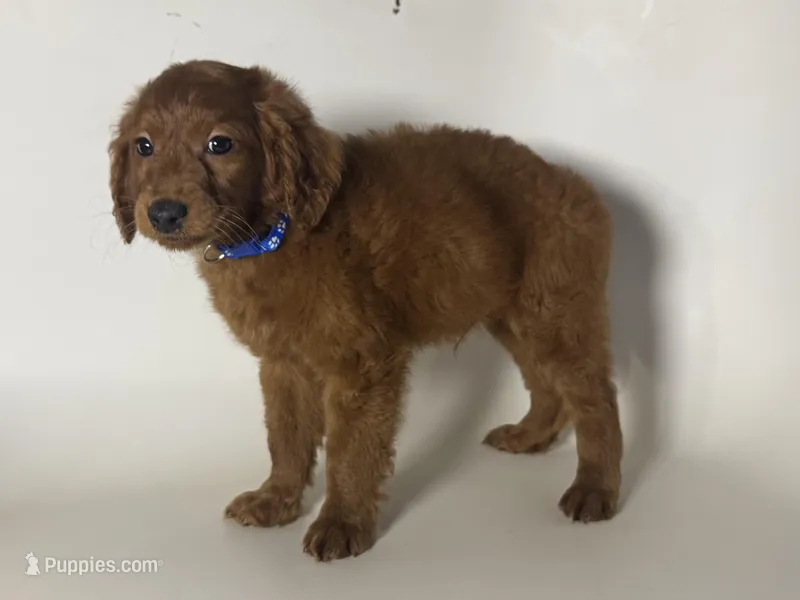 RED Goldendoodle, a male Poodle - Miniature  and Miniature Goldendoodle for sale in Garden Grove, CA – Photo 1 of 1