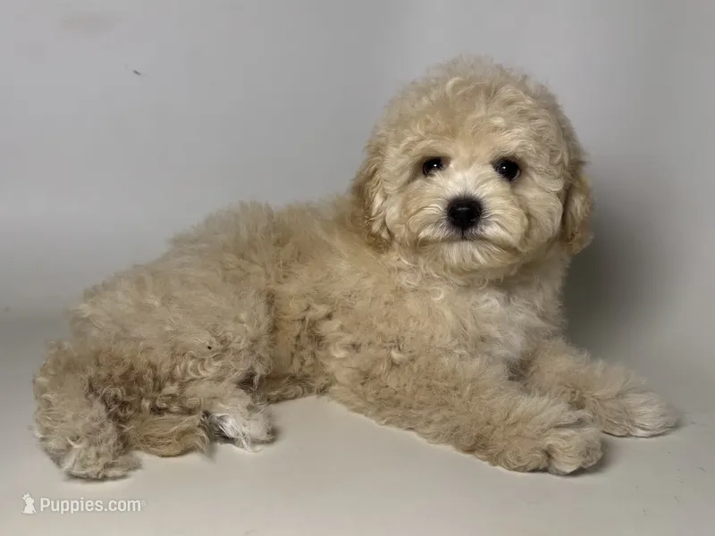Apricot Puppy – Poodle - Toy , Miniature Labradoodle puppy for sale in Garden Grove, CA