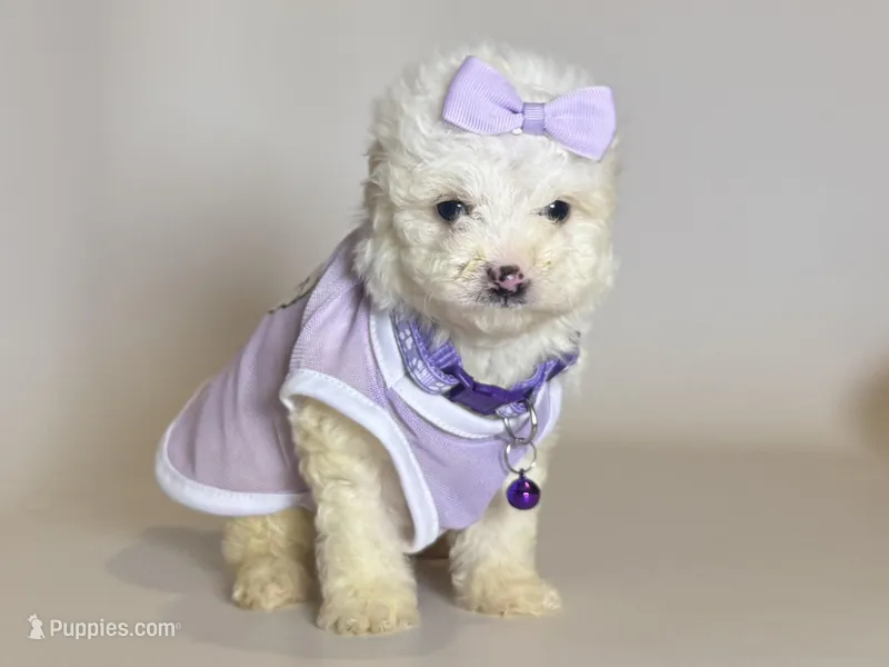 💜 LILY 💜 – Maltipoo, Maltese puppy for sale in Garden Grove, CA