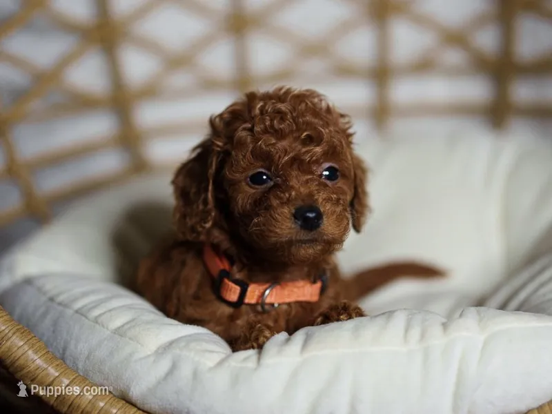 POPPY – Goldendoodle, Miniature Goldendoodle puppy for sale in Garden Grove, CA
