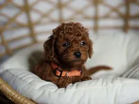POPPY, a female Goldendoodle and Miniature Goldendoodle for sale in Garden Grove, CA – 1 of 1