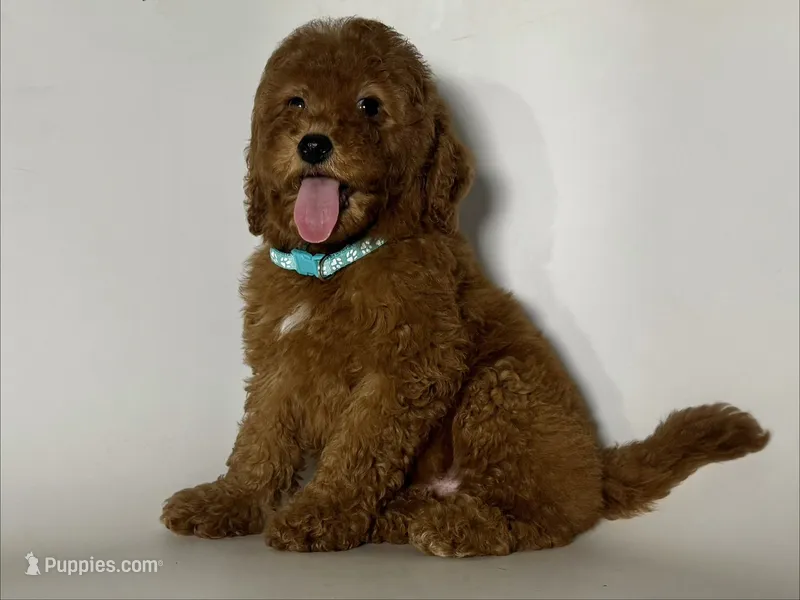 Goldendoodle – Poodle - Miniature , Miniature Goldendoodle puppy for sale in Garden Grove, CA