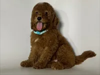 Goldendoodle, a female Poodle - Miniature  and Miniature Goldendoodle for sale in Garden Grove, CA – 1 of 1