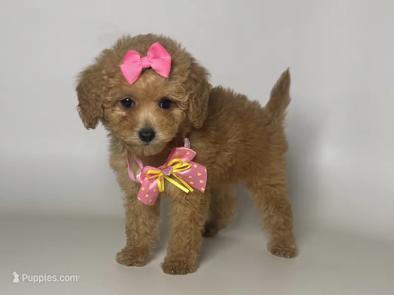 Apricot Maltipoo – Maltipoo, Maltese puppy for sale in Garden Grove, CA