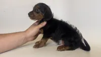 Mix Winnie Dog 🌭, a male Doxiepoo and Chorkie for sale in Garden Grove, CA – 1 of 1