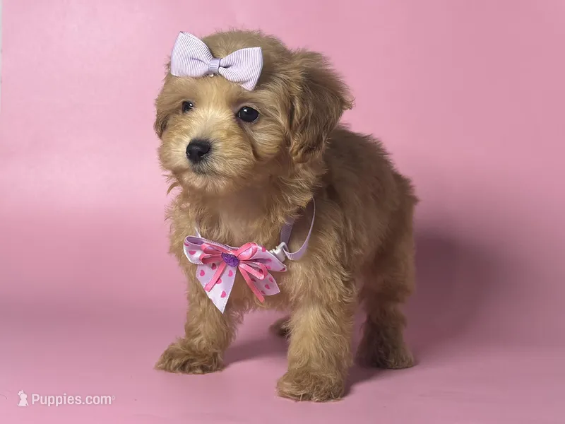 TINY TEACUP ☕️ 🐶