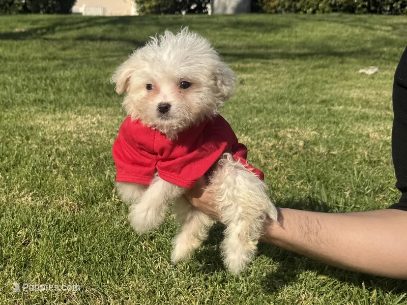 Maltese Mix Pup 🐶💙, a male Maltipoo and Maltese for sale in Garden Grove, CA – Photo 1 of 1
