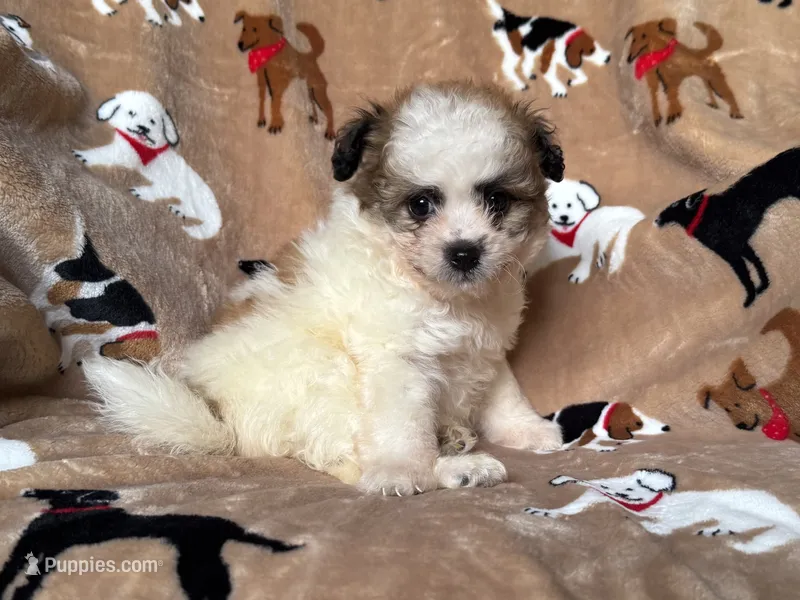 Tiny Male Puppy 🐶  – Maltipoo, Shihpoo puppy for sale in Garden Grove, CA