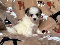 Tiny Male Puppy 🐶 , a male Maltipoo and Shihpoo for sale in Garden Grove, CA – 1 of 1