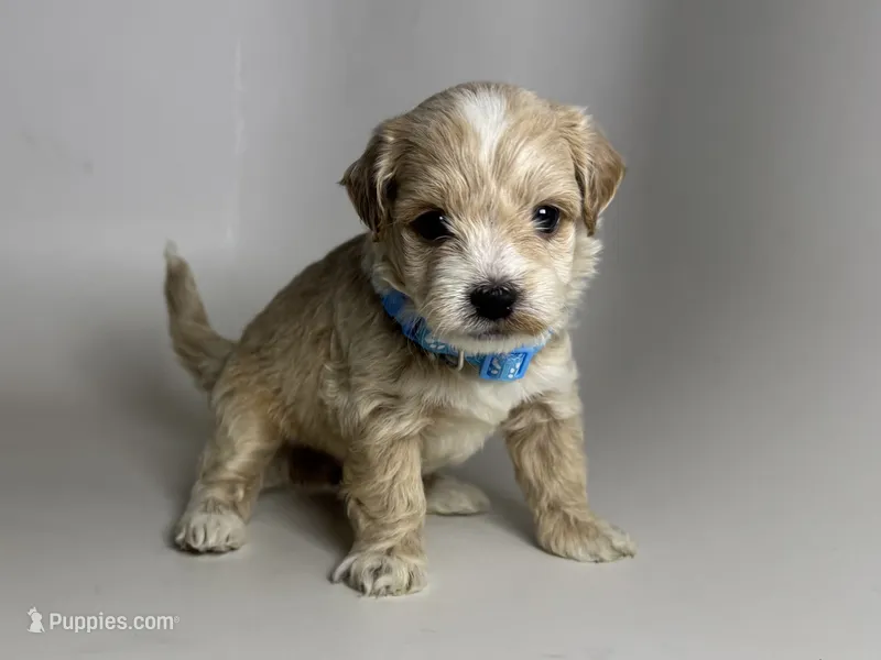 Male TINY Maltipoo  – Maltipoo, Maltese puppy for sale in Garden Grove, CA