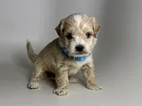 Male TINY Maltipoo , a male Maltipoo and Maltese for sale in Garden Grove, CA – 1 of 2