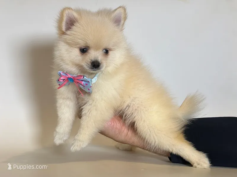 Pomeranian Puppy 💙 – Pomeranian puppy for sale in Garden Grove, CA