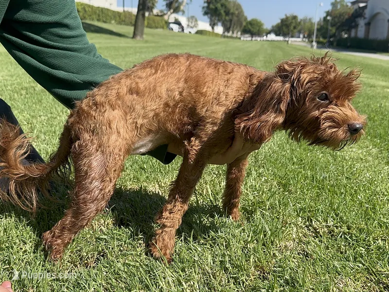 Mimi  – Maltipoo, Poodle - Toy  puppy for sale in Garden Grove, CA