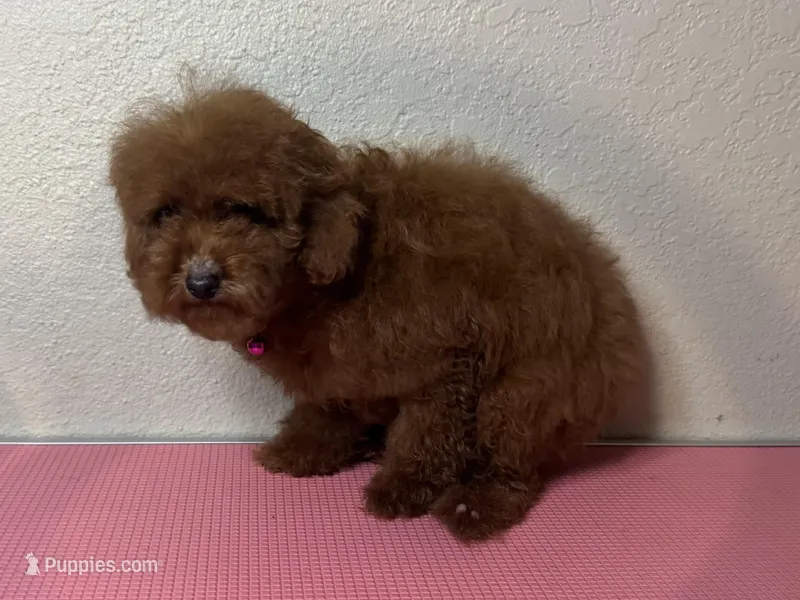 5 Month Female , a female Poodle - Toy  and Poodle - Miniature  for sale in Garden Grove, CA – Photo 1 of 1