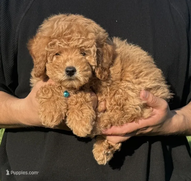 TeddyBear Goldendoodle  – Goldendoodle, Miniature Goldendoodle puppy for sale in Garden Grove, CA