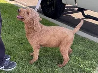 To good home 🏠🐶, a female Goldendoodle and Miniature Goldendoodle for sale in Garden Grove, CA – 1 of 1