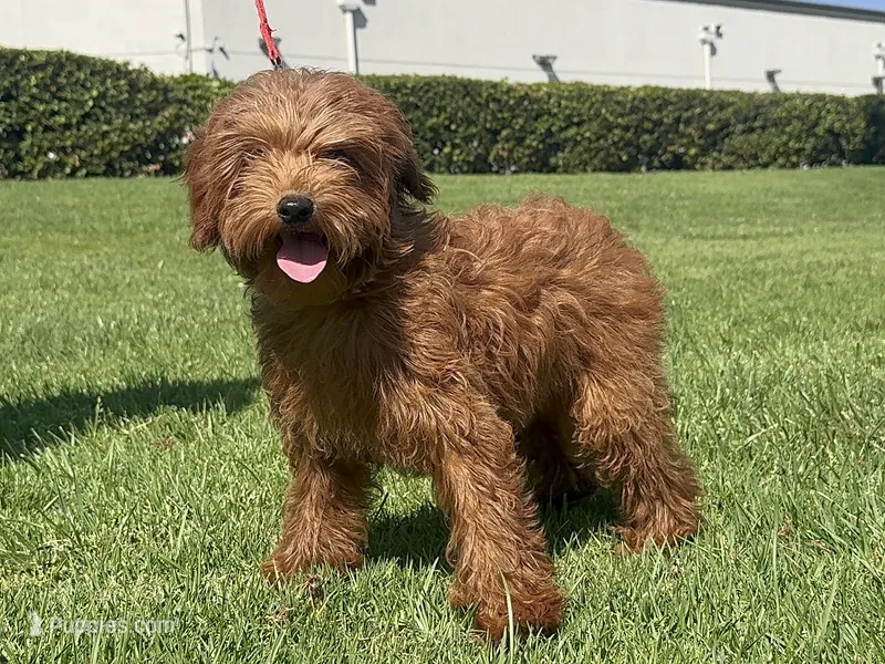 XS Goldendoodle  – Poodle - Toy , Miniature Goldendoodle puppy for sale in Garden Grove, CA