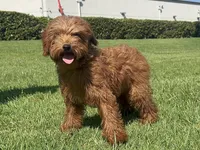 XS Goldendoodle , a female Poodle - Toy  and Miniature Goldendoodle for sale in Garden Grove, CA – 1 of 1