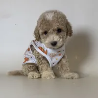 MITTENS, a male Poodle - Toy  and Poodle - Miniature  for sale in Garden Grove, CA – 1 of 1