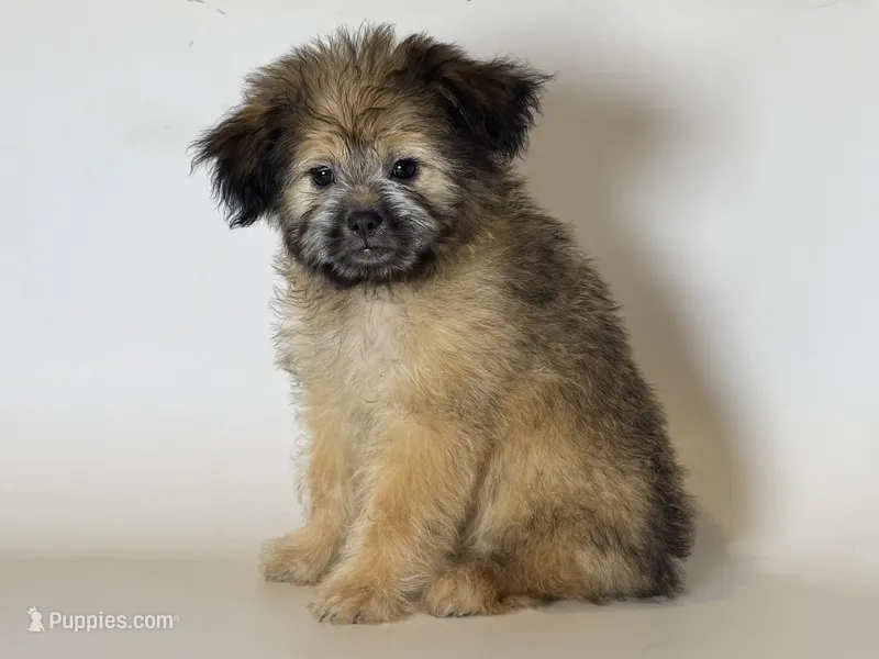 Brown Male Puppy 🐶  – Maltipoo, Shorkie puppy for sale in Garden Grove, CA