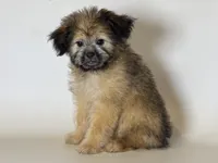 Brown Male Puppy 🐶 , a female Maltipoo and Shorkie for sale in Garden Grove, CA – 1 of 1