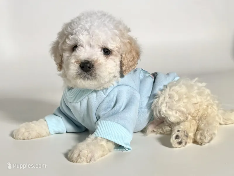Baby Malti-Poo 🩵🐶 – Maltipoo, Poodle - Toy  puppy for sale in Garden Grove, CA