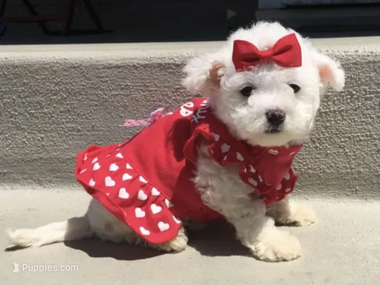 ❤️ White Maltipoo ❤️