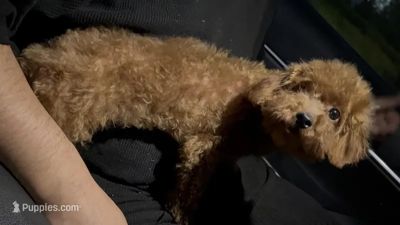 5Month Poodle – Poodle - Toy , Poodle - Miniature  puppy for sale in Garden Grove, CA