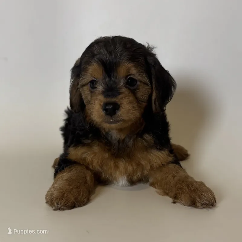 Healthy Puppy – Yorkshire Terrier puppy for sale in Garden Grove, CA