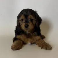 Healthy Puppy, a male Yorkshire Terrier for sale in Garden Grove, CA – 1 of 1