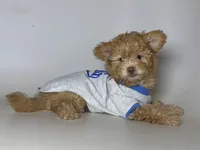 Brown Puppy, a female Maltipoo and Yorkipoo for sale in Garden Grove, CA – 1 of 1