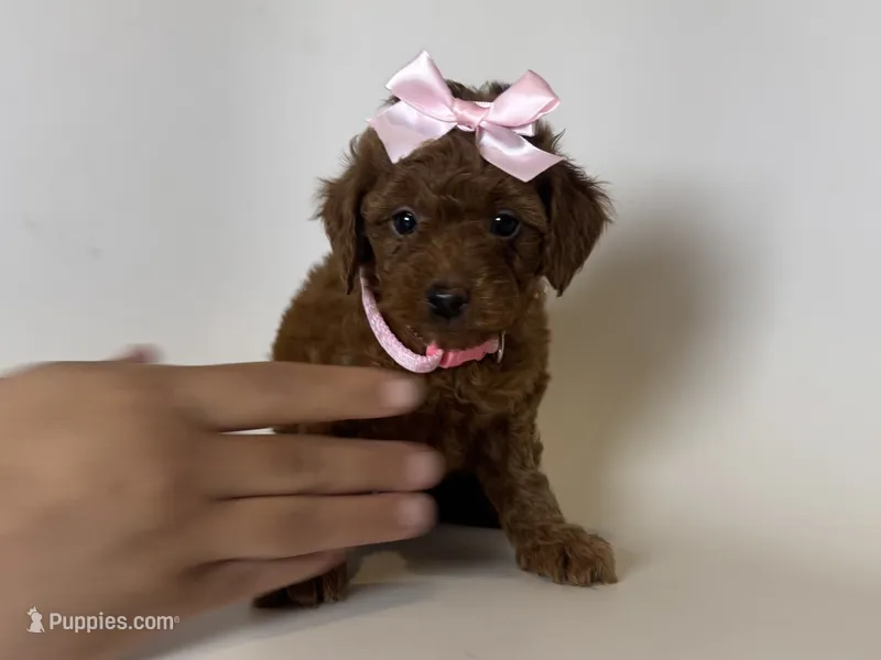 XS Teacup/Toy Red Poodle – Poodle - Toy  puppy for sale in Garden Grove, CA
