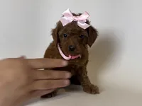 XS Teacup/Toy Red Poodle, a female Poodle - Toy  for sale in Garden Grove, CA – 1 of 2