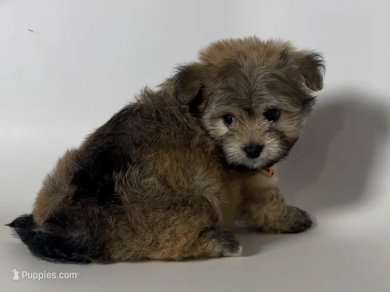 TeddyBear Puppy 🧸, a male Maltipoo and Shihpoo for sale in Garden Grove, CA – Photo 1 of 1