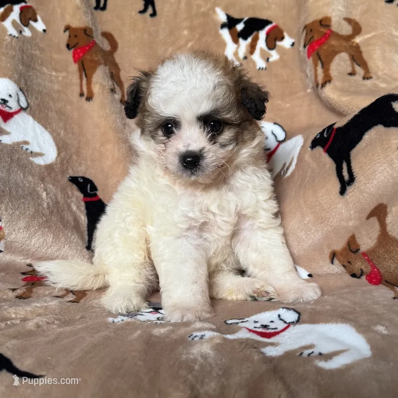 XSmall Maltipoo – Maltipoo, Shihpoo puppy for sale in Garden Grove, CA