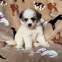 XSmall Maltipoo, a male Maltipoo and Shihpoo for sale in Garden Grove, CA – 1 of 1