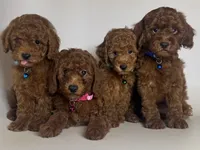 TINY Toy Poodle Male, a male Poodle - Toy  for sale in Garden Grove, CA – 2 of 2