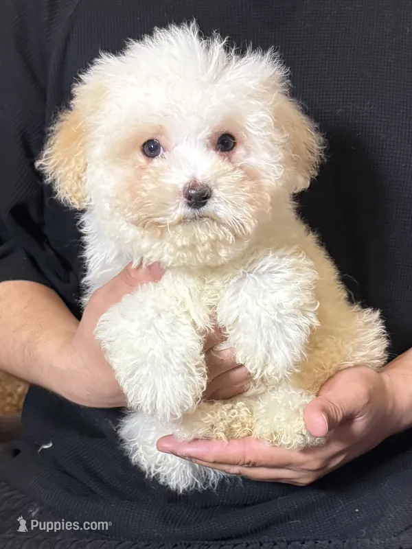 Bear Face Puppy – Maltese, Poodle - Toy  puppy for sale in Garden Grove, CA