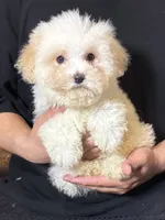 Bear Face Puppy, a male Maltese and Poodle - Toy  for sale in Garden Grove, CA – 1 of 1