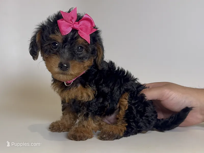 Maltipoo Mix Puppy  – Maltipoo, Shihpoo puppy for sale in Garden Grove, CA