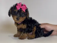 Maltipoo Mix Puppy , a female Maltipoo and Shihpoo for sale in Garden Grove, CA – 1 of 2