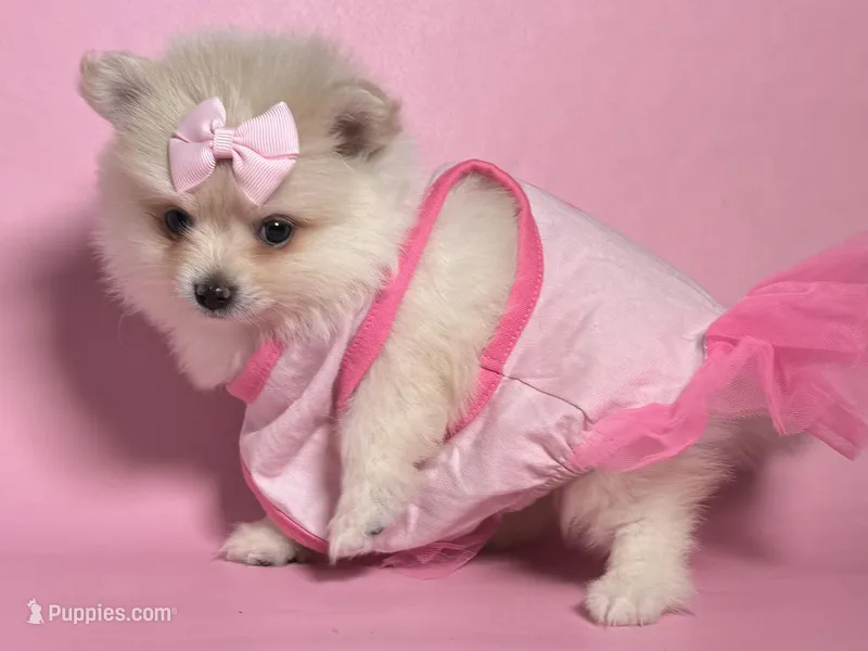 Valentines Day Puppy 💌💘