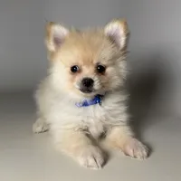 Teacup Male Pomernian, a female Pomeranian for sale in Garden Grove, CA – 2 of 2