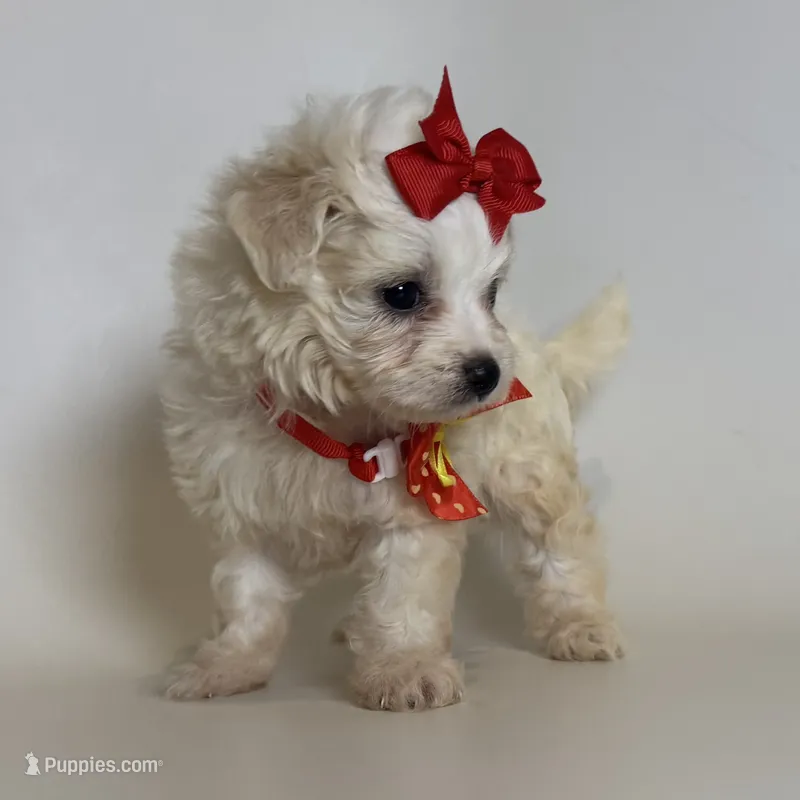 Micro TCUP Maltipoo 💕 – Maltipoo, Poodle - Toy  puppy for sale in Garden Grove, CA