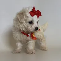 Micro TCUP Maltipoo 💕, a female Maltipoo and Poodle - Toy  for sale in Garden Grove, CA – 1 of 2